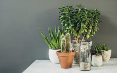 The Best Plants For Indoor Air Quality