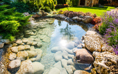 3 Things You Need to Know About Backyard Ponds